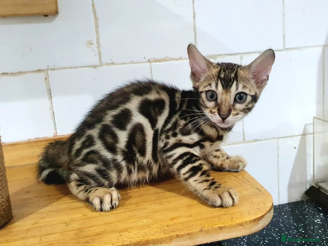 Bengal cats for sale: 🔥✨Pedigree TICA-Registered Bengals - Advert 10