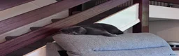 Scottish Fold cats for sale: 💙 Beautiful Blue Scottish Fold Girl - Advert 13