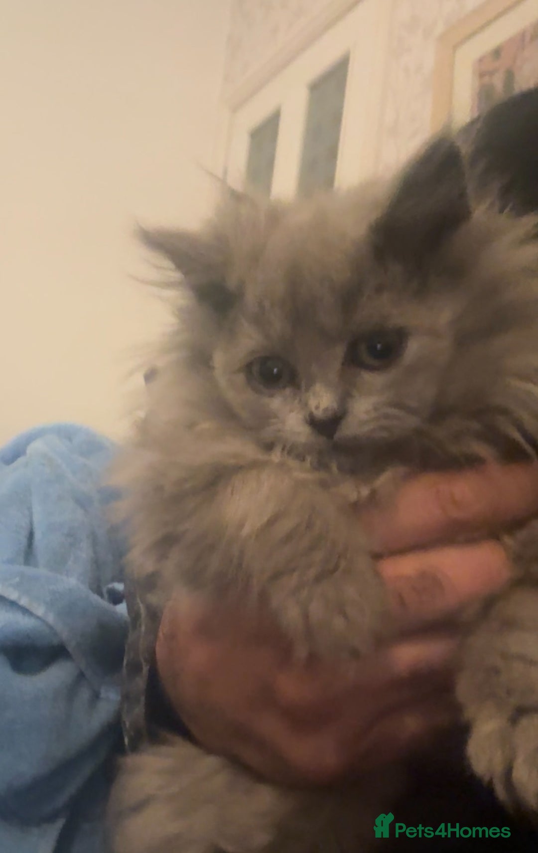 British Longhair cats for sale: Adorable British Longhair Kittens Ready Now! - Advert 22