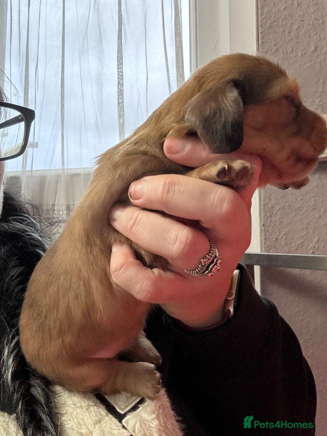 Miniature Dachshund dogs for sale: Long hair mini dachshunds  in Basildon - Advert 12