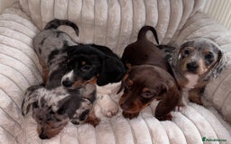 Miniature Dachshund dogs for sale: Miniature dachshund  - Image 3