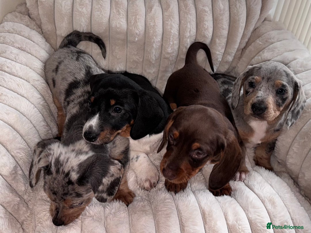 Miniature Dachshund dogs for sale: Miniature dachshund  - Image 3