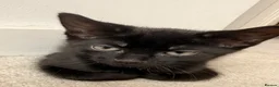 Mixed Breed cats for sale: 1 Black Female kitten - Advert 2