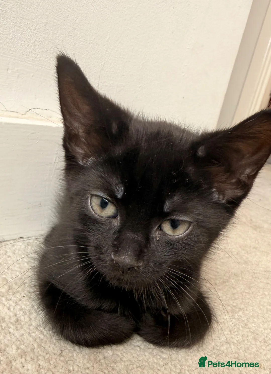 Mixed Breed cats for sale: 1 Black Female kitten - Advert 2