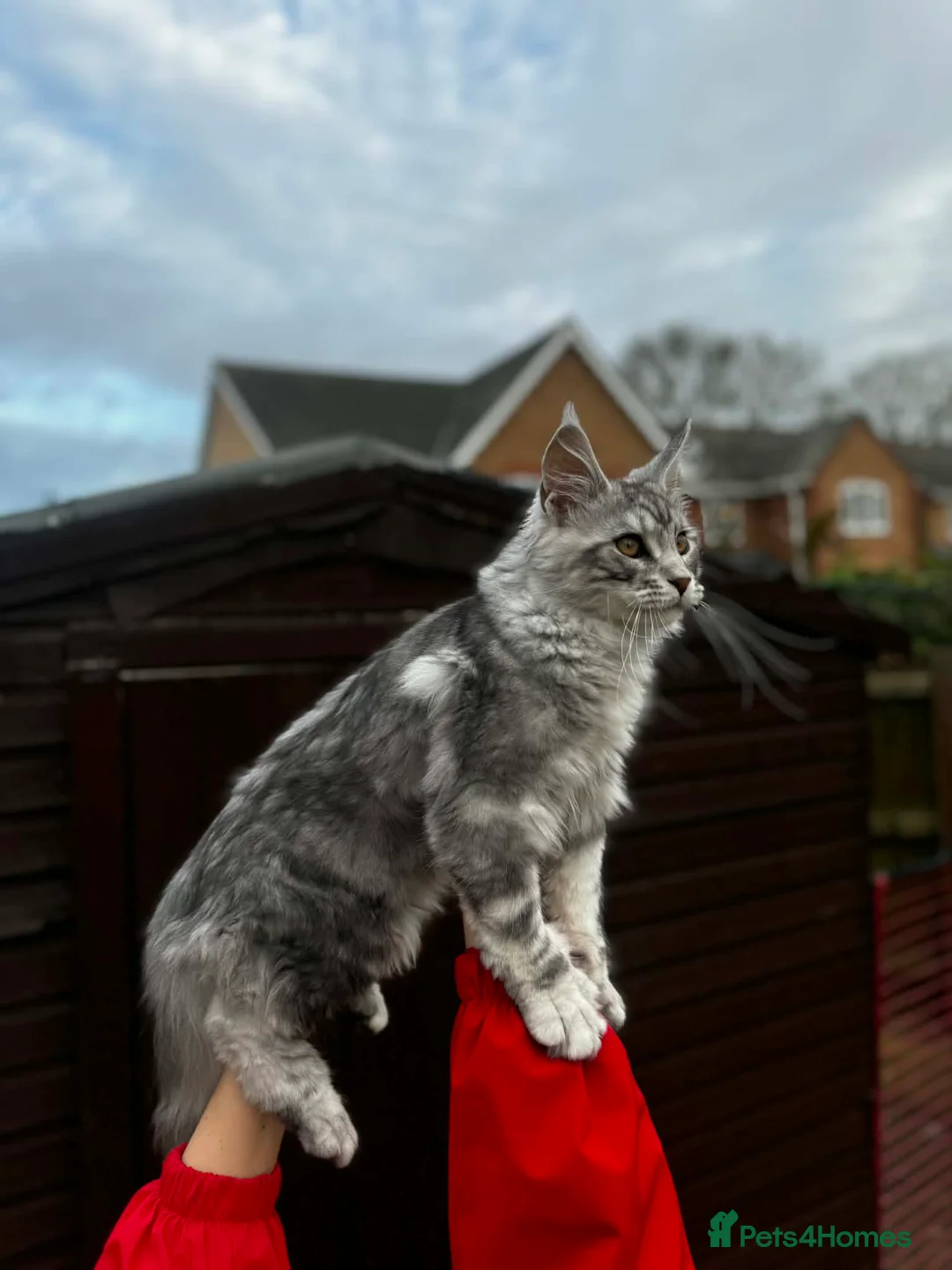 Maine Coon cats for sale: 6 STUNNING PEDIGREE TICA REG MAINE COON KITTENS - Advert 2