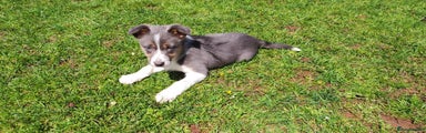 Border Collie Puppy 2