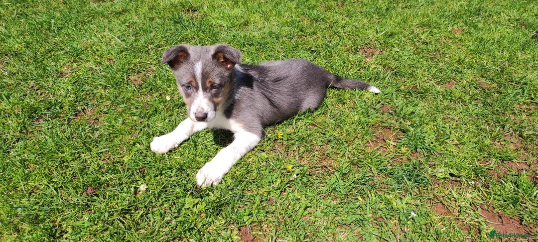 Border Collie dogs for sale: 2 slate grey blue merle female puppies - Advert 3