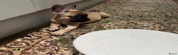 French Bulldog dogs for sale: 4 Beautiful French Buldog Puppies - Advert 9