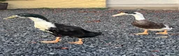 Ducks poultry for sale: Drakes free to good home  - Advert 2