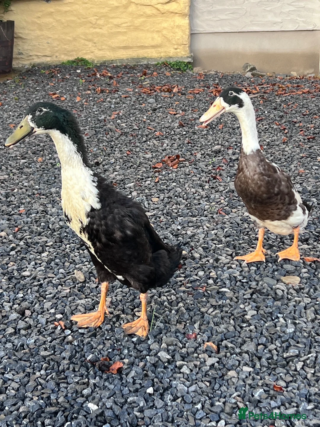Ducks poultry for sale: Drakes free to good home  - Advert 2