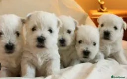 West Highland Terrier dogs for sale: Traditional Pedigree West Highland Terrier Pups  - Image 2