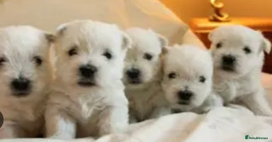 West Highland Terrier dogs - Advert 2