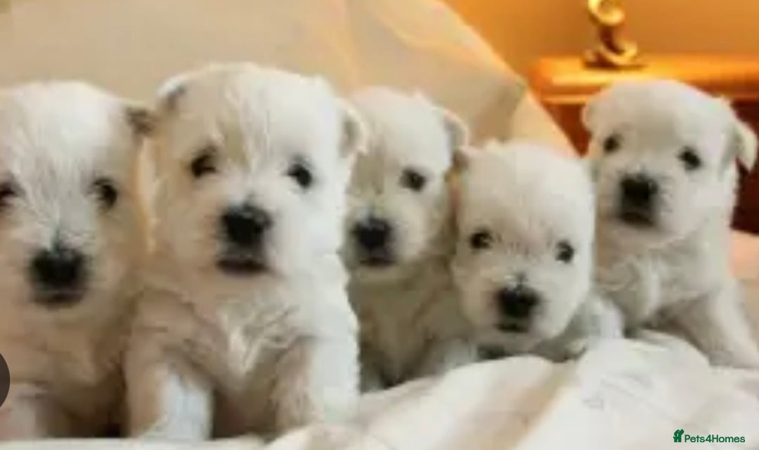 West Highland Terrier dogs for sale: Traditional Pedigree West Highland Terrier Pups  - Image 2