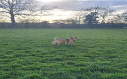 Mixed Breed dogs for sale: Millie to be rehomed - Image 13