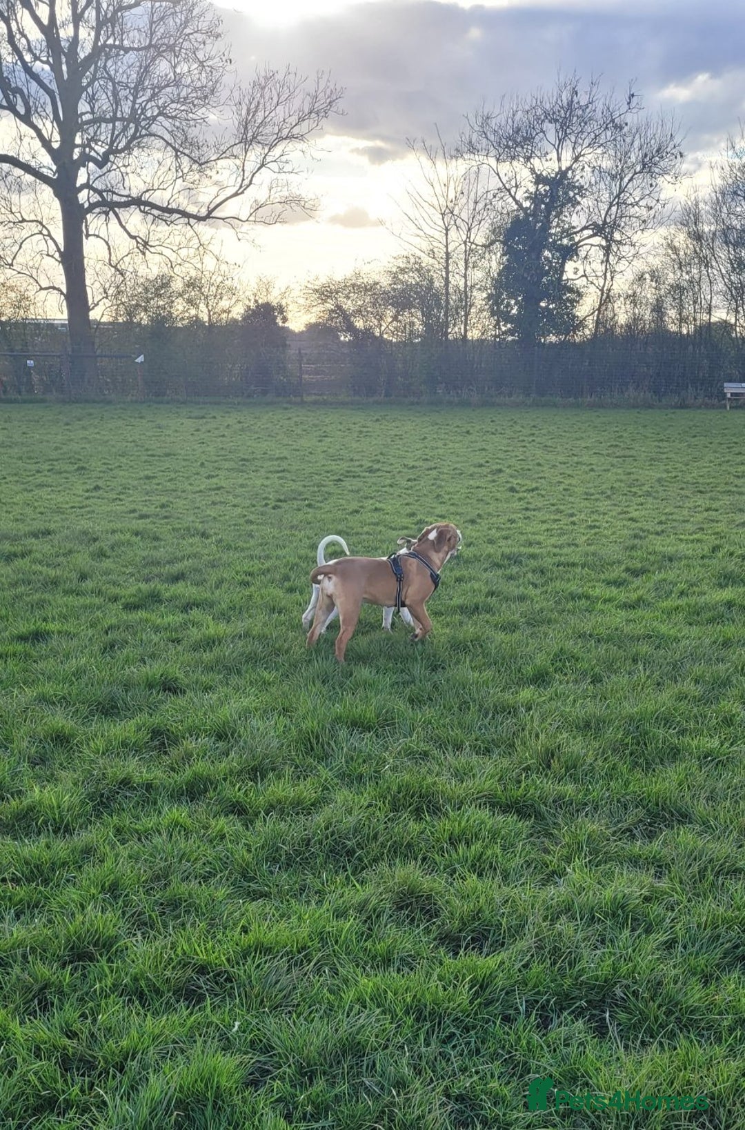 Mixed Breed dogs for sale: Millie to be rehomed - Image 13