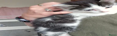 Mixed Breed 1