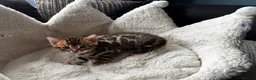 Bengal cats for sale: TICA Bengal kittens available!  - Advert 11