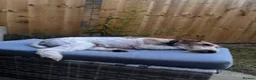 Fox Terrier dogs for sale: Wire Fox Terrier adult male in Leeds - Advert 4