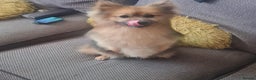 Pomeranian dogs for sale: Pedigree pomaranian  - Advert 3