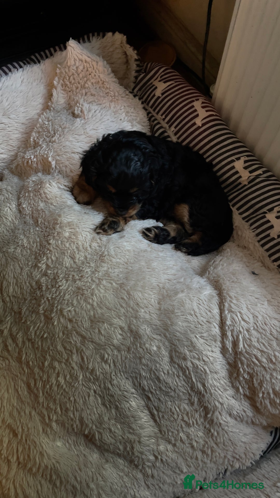 Cavapoo dogs for sale: Gorgeous phantom puppies - Image 14