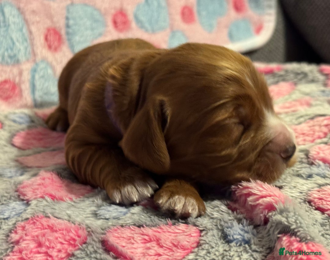 Cockapoo dogs for sale: Gorgeous F2B Cockapoo puppies  - Image 14