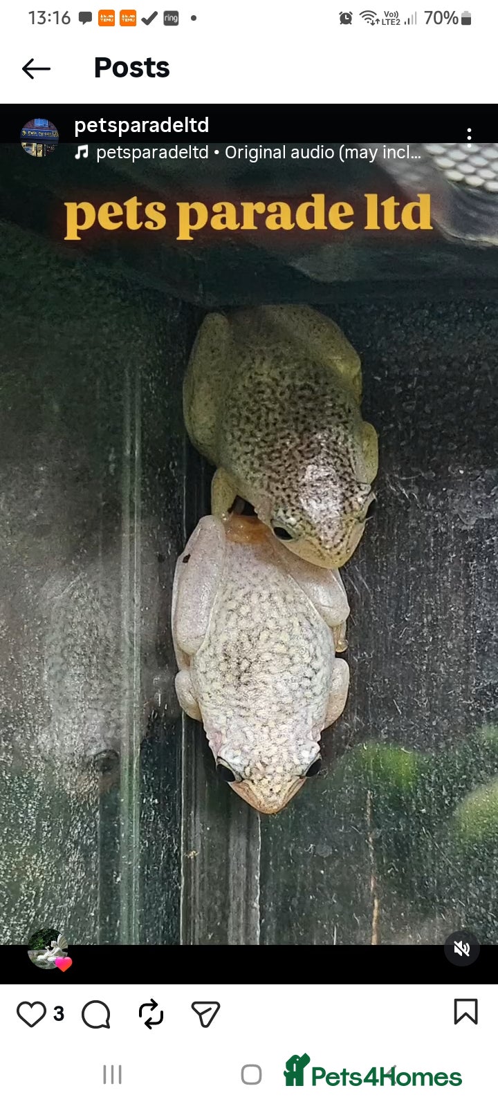 Frog reptiles Various frogs at Pets parade ltd - Advert 1