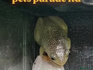 Frog reptiles Various frogs at Pets parade ltd - Advert 1