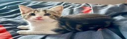 Mixed Breed cats for sale: Bonded pair of Tabby Kittens, Sulley and Boo. - Advert 8