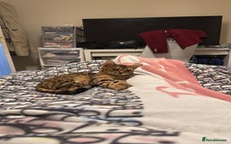 Bengal cats for sale: 2 Bengal female cats - Advert 13