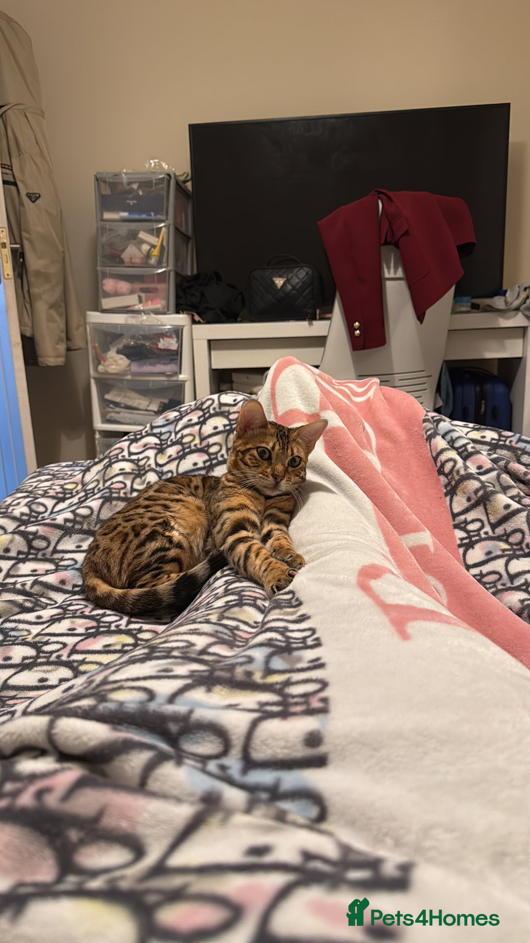 Bengal cats for sale: 2 Bengal female cats - Advert 13