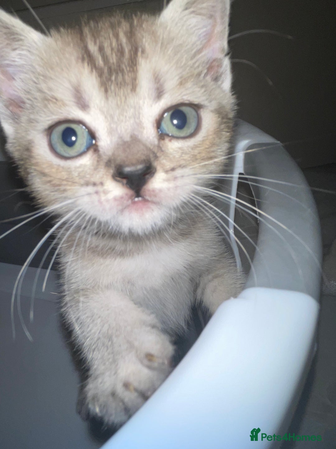 British Shorthair cats for sale: British short hair kittens - Image 23