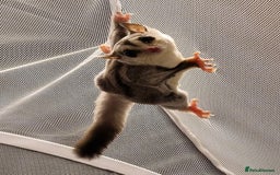 Sugar Glider rodents for sale: Beautiful twin Leucistic Sugar gliders - Image 11
