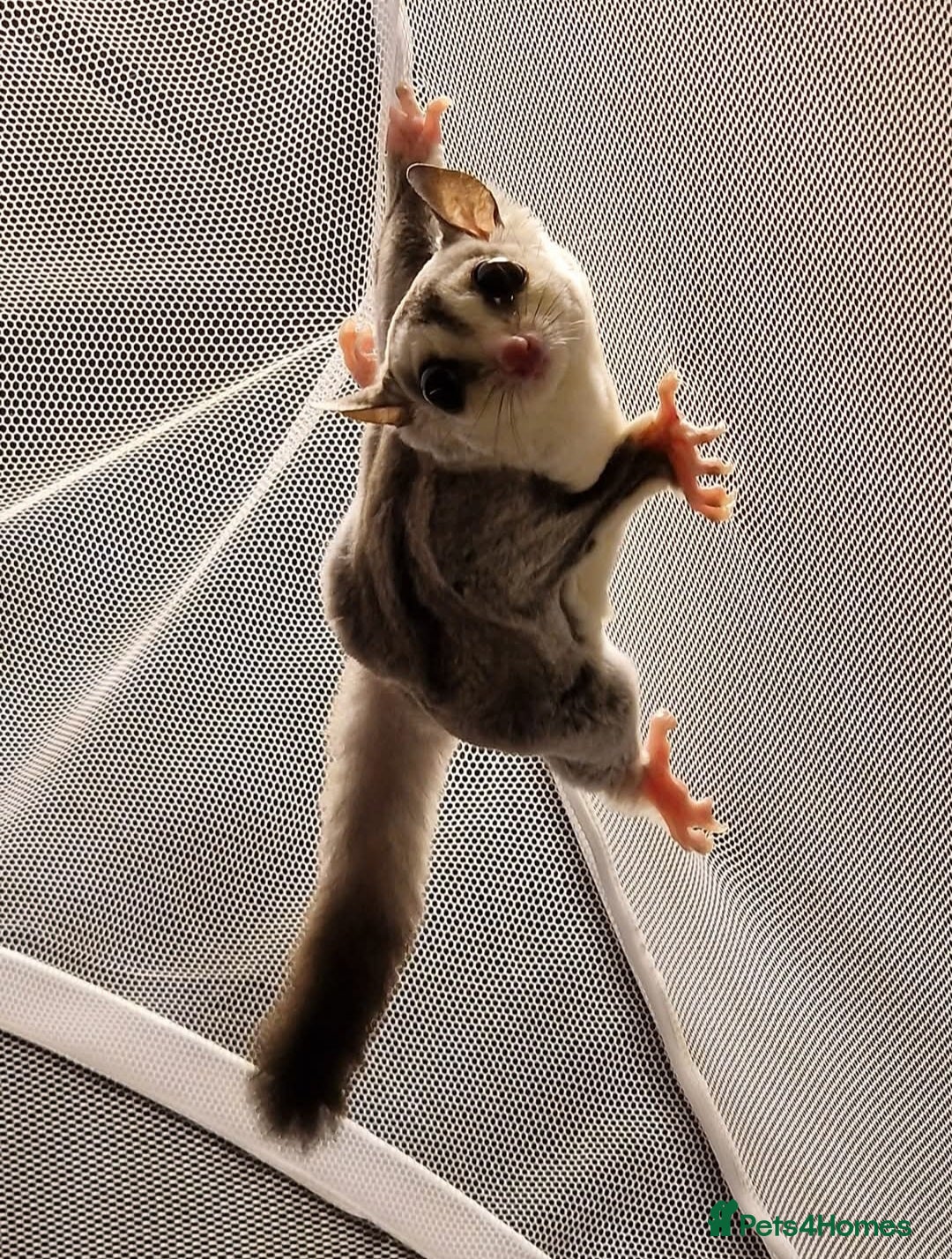 Sugar Glider rodents for sale: Beautiful twin Leucistic Sugar gliders - Image 11