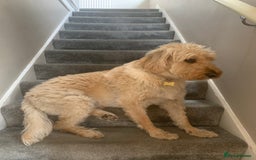 Labradoodle dogs for sale: Loving Home Wanted for 4-Year-Old Labradoodle - Image 1