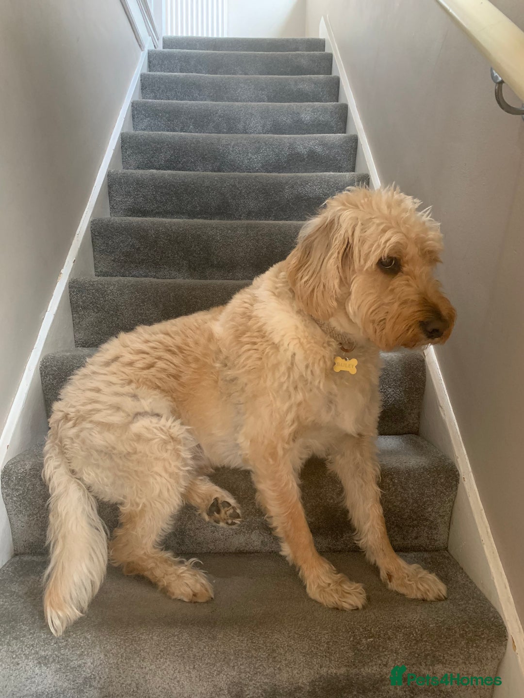 Labradoodle dogs for sale: Loving Home Wanted for 4-Year-Old Labradoodle - Image 1