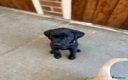 Labrador Retriever dogs for sale: Working Labrador Puppies - 3 boys remaining - Image 6