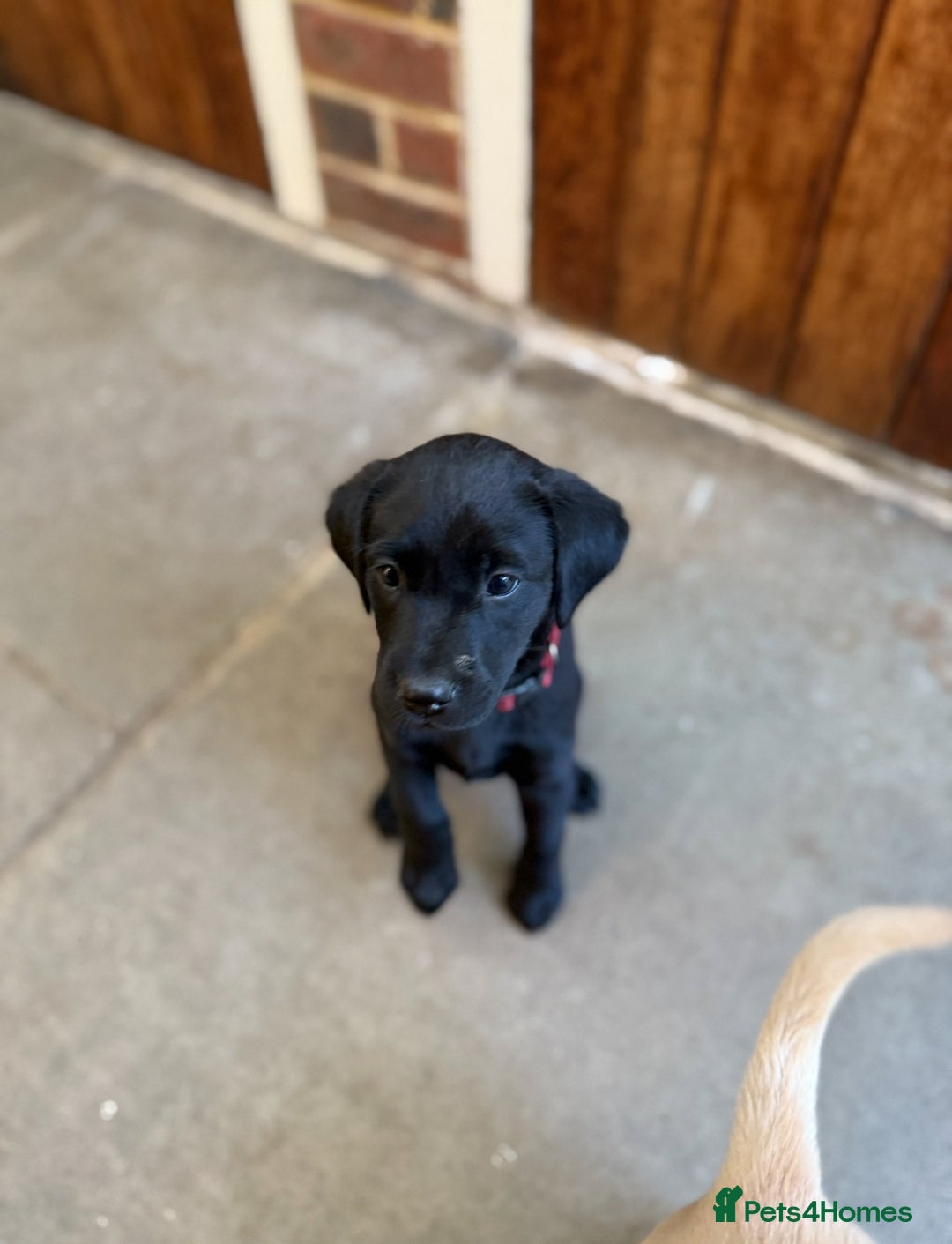 Labrador Retriever dogs for sale: Working Labrador Puppies - 3 boys remaining - Image 6