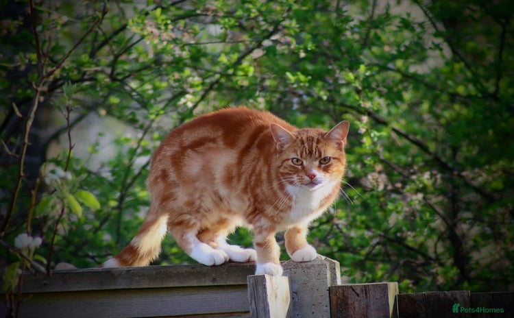 Domestic Shorthair cats - Advert 10