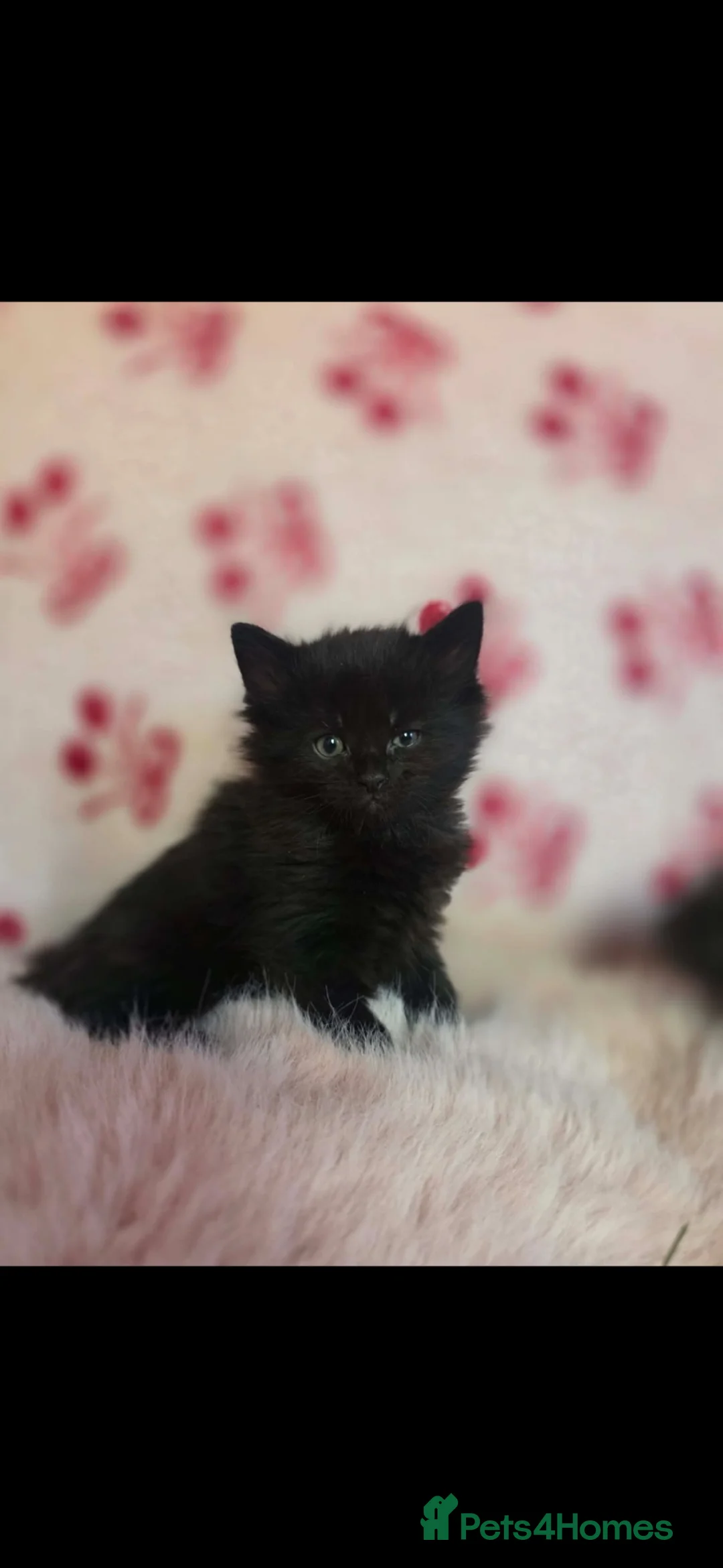 Mixed Breed cats for sale: Male Maine coin mix  - Advert 1