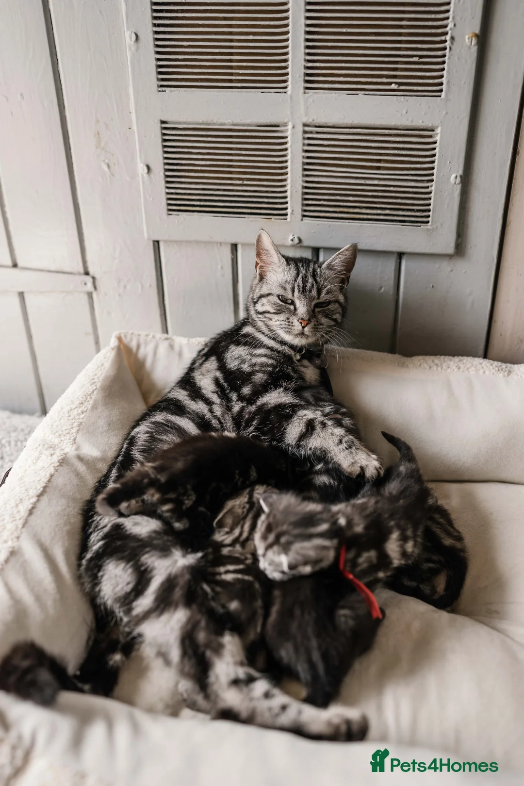 British Shorthair cats for sale: Gorgeous British shorthair tabby litter - Advert 35