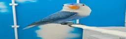 Lovebirds birds for sale: DNA sexed Male Female Lovebirds in Birmingham - Advert 14
