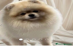Pomeranian dogs for sale: Stunning Pomeranian  - Image 9
