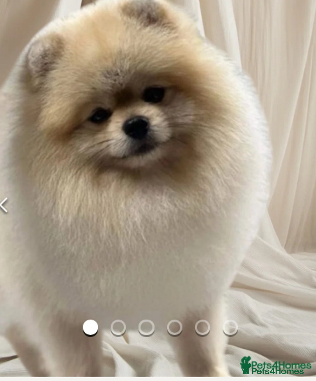 Pomeranian dogs for sale: Stunning Pomeranian  - Image 9