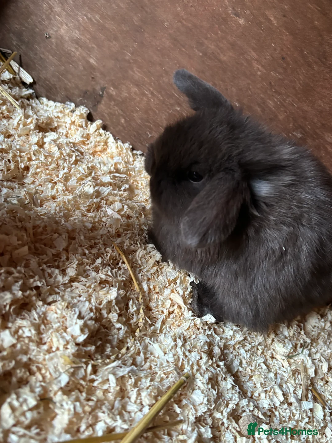 Mini Lop rabbits for sale: One beautiful baby rabbit for sale  - Advert 12
