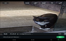Mixed Breed cats for sale: Beautiful kitten looking for forever home  - Image 3