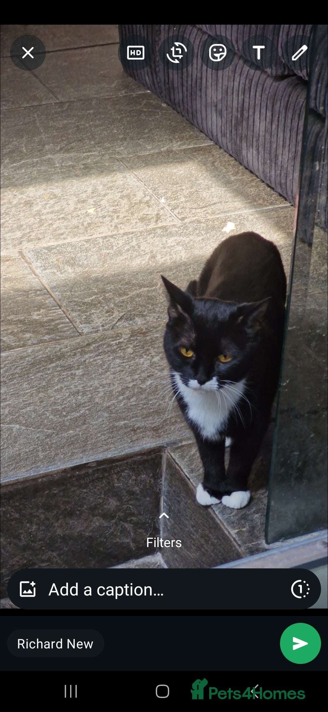 Mixed Breed cats for sale: Beautiful kitten looking for forever home  - Image 3