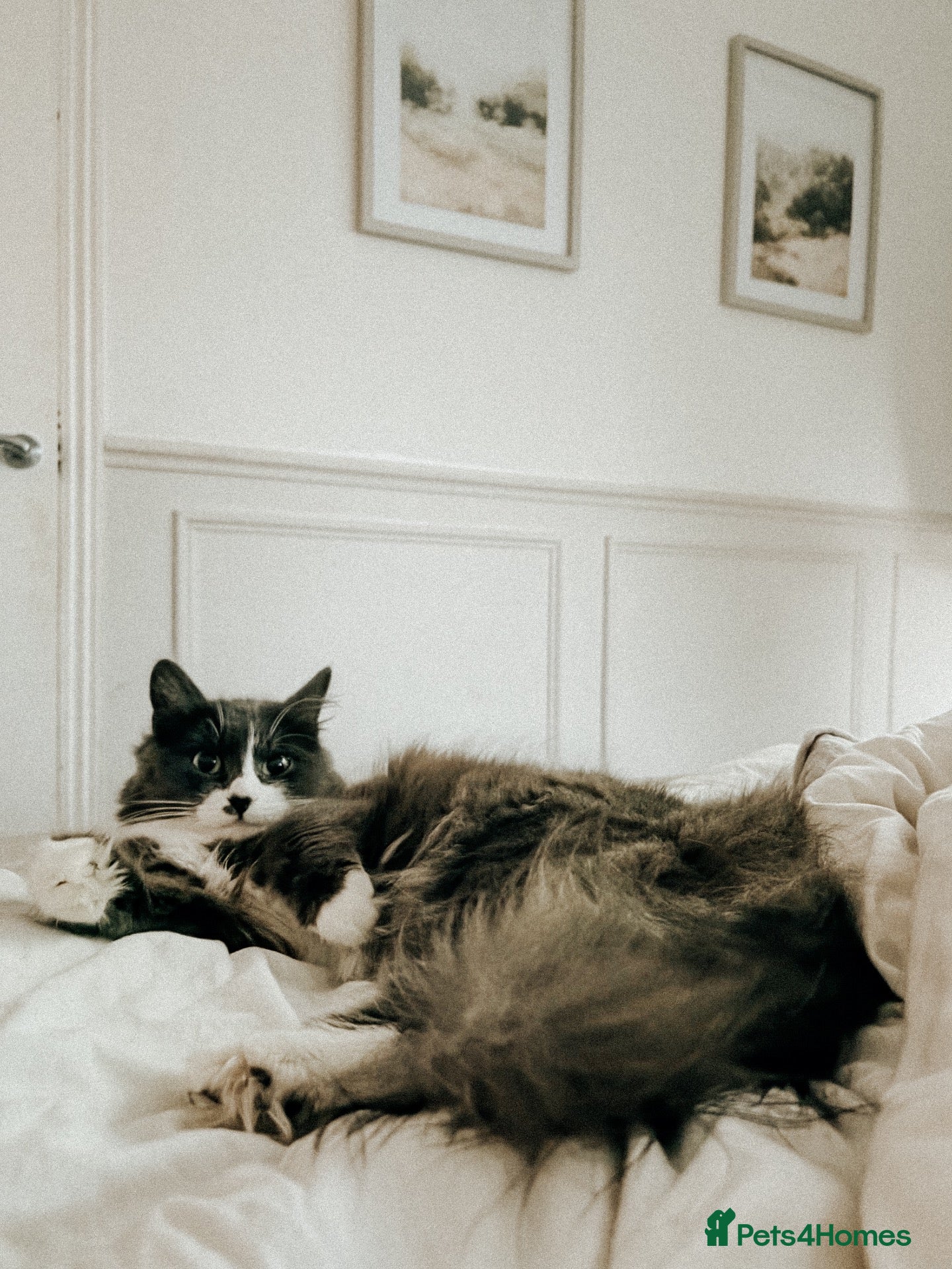 British Longhair cats for sale:  2 BEAUTIFUL FLUFFY BLACK KITTENS FOR SALE  - Advert 6