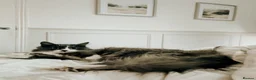 British Longhair cats for sale:  2 BEAUTIFUL FLUFFY BLACK KITTENS FOR SALE  in Norwich - Advert 1