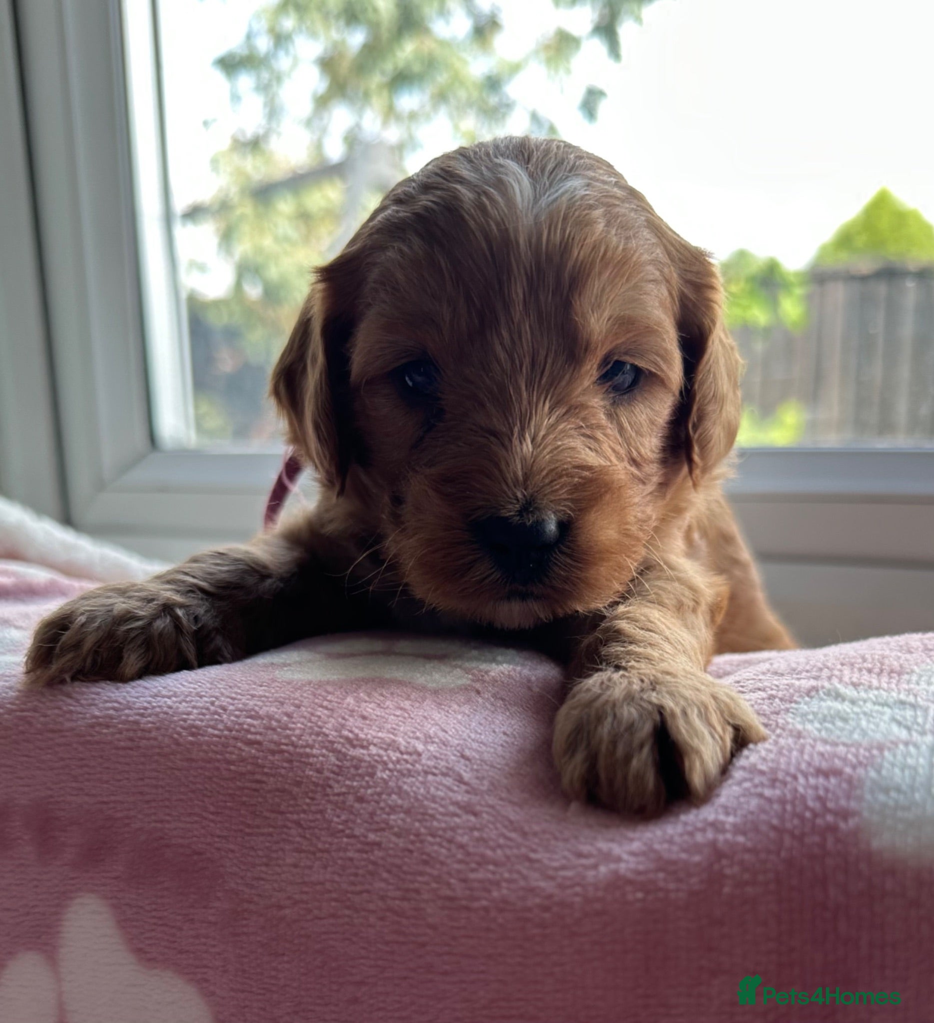 Cockapoo dogs Gorgeous cockerpoo puppies - Advert 9