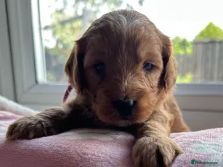 Cockapoo dogs Gorgeous cockerpoo puppies - Advert 1
